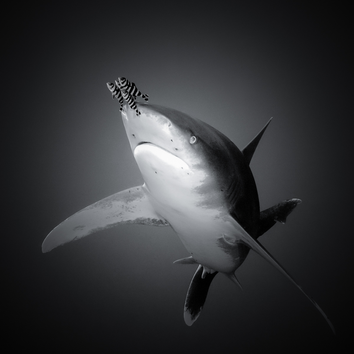 Shark and his pilot fish